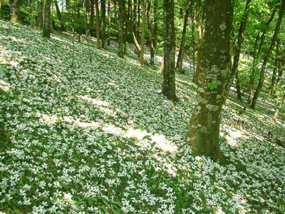 รูปภาพคอมเมนต์