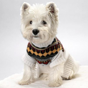 รูปภาพคอมเมนต์