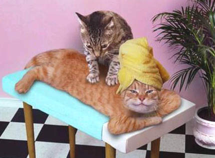 รูปภาพคอมเมนต์