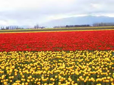 รูปภาพคอมเมนต์