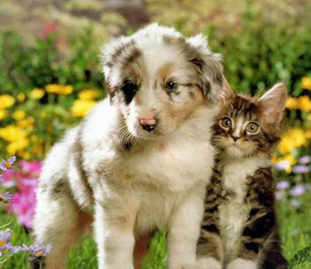 รูปภาพคอมเมนต์