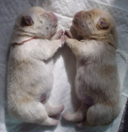 รูปภาพคอมเมนต์