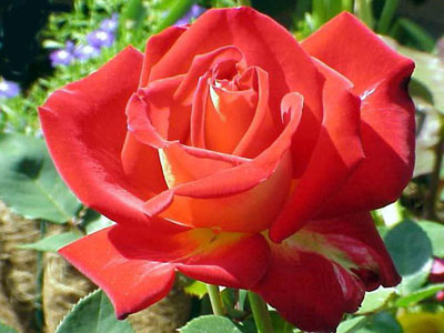 รูปภาพคอมเมนต์