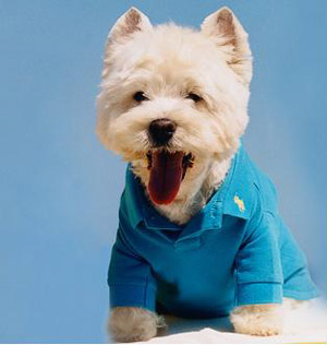 รูปภาพคอมเมนต์