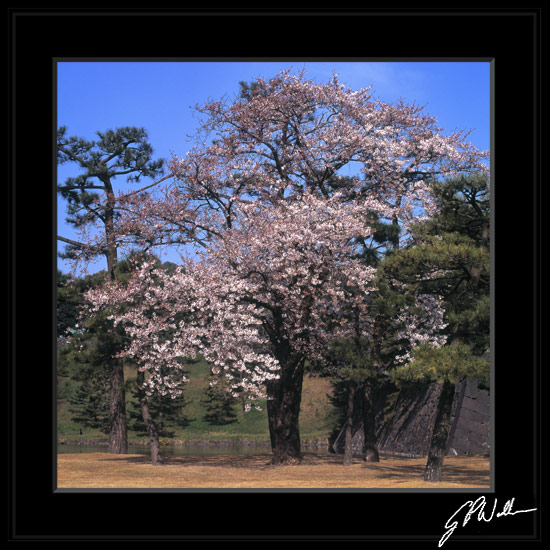 รูปภาพคอมเมนต์