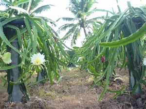 รูปภาพคอมเมนต์