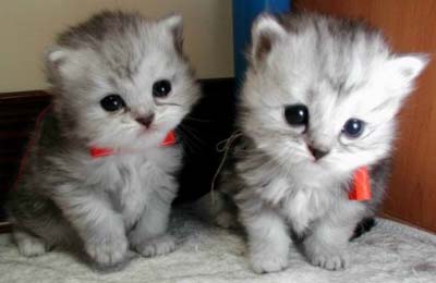 รูปภาพคอมเมนต์