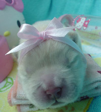 รูปภาพคอมเมนต์