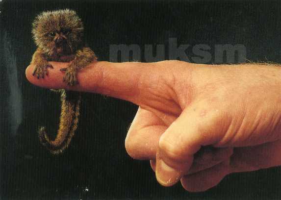 mini monkey ลิงจิ๋ว