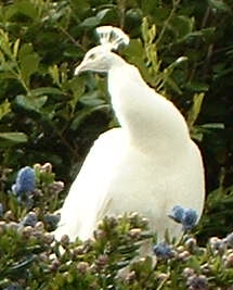 รูปภาพคอมเมนต์