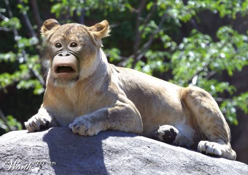 รูปภาพคอมเมนต์