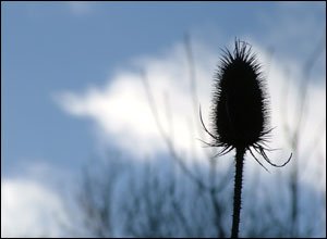 รูปภาพคอมเมนต์