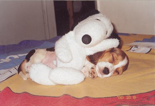 รูปภาพคอมเมนต์