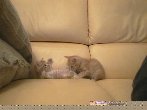 รูปภาพคอมเมนต์