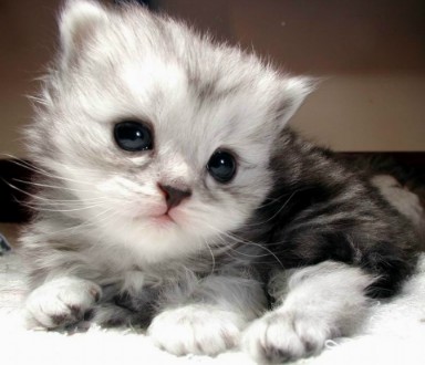 รูปภาพคอมเมนต์