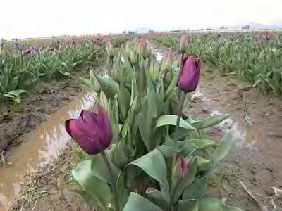 รูปภาพคอมเมนต์