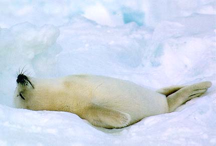 รูปภาพคอมเมนต์