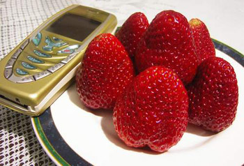 *- สตอเบอรี่ลูกโต ๆ -*