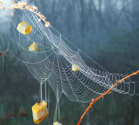 รูปภาพคอมเมนต์