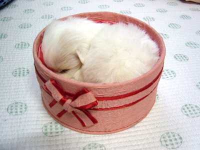 รูปภาพคอมเมนต์