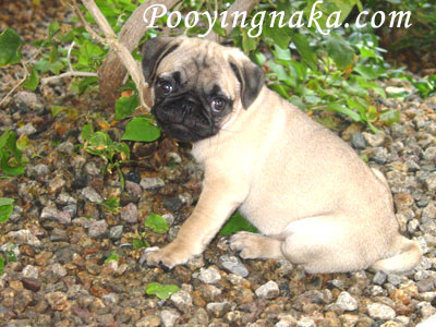 รูปภาพคอมเมนต์