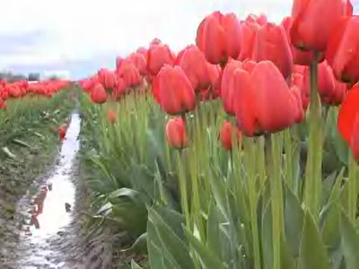 รูปภาพคอมเมนต์