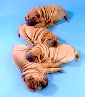 รูปภาพคอมเมนต์