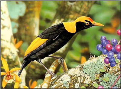 รูปภาพคอมเมนต์