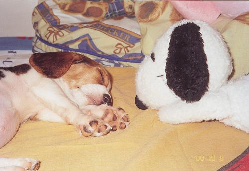 รูปภาพคอมเมนต์