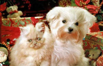 รูปภาพคอมเมนต์