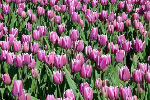 รูปภาพคอมเมนต์