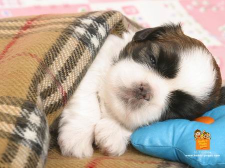 รูปภาพคอมเมนต์