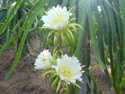 รูปภาพคอมเมนต์