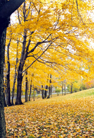 รูปภาพคอมเมนต์