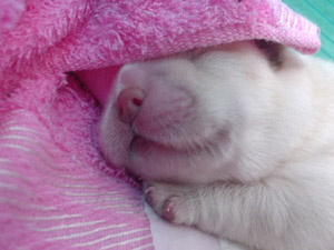 รูปภาพคอมเมนต์