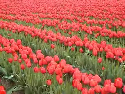 รูปภาพคอมเมนต์