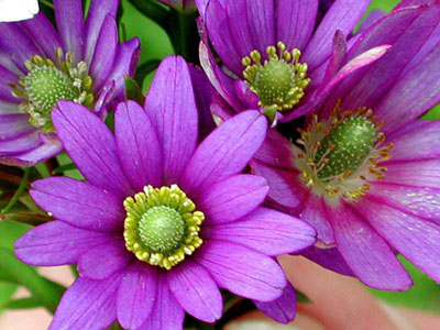 รูปภาพคอมเมนต์