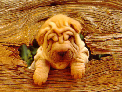 *- เจ้าย่น -*