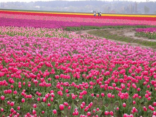 รูปภาพคอมเมนต์